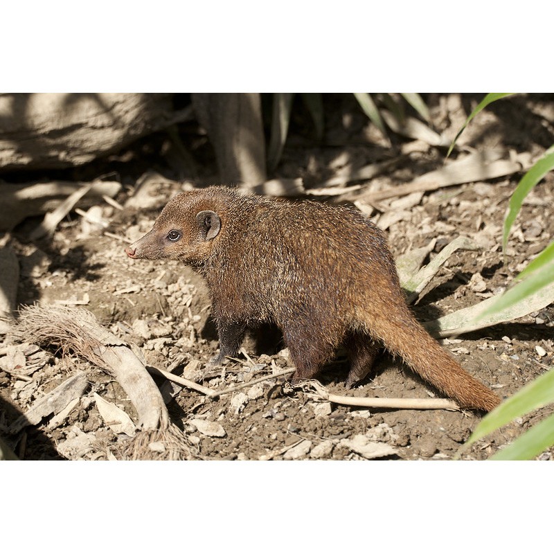 Длинноносая кузиманза (Crossarchus obscurus) Фото №3