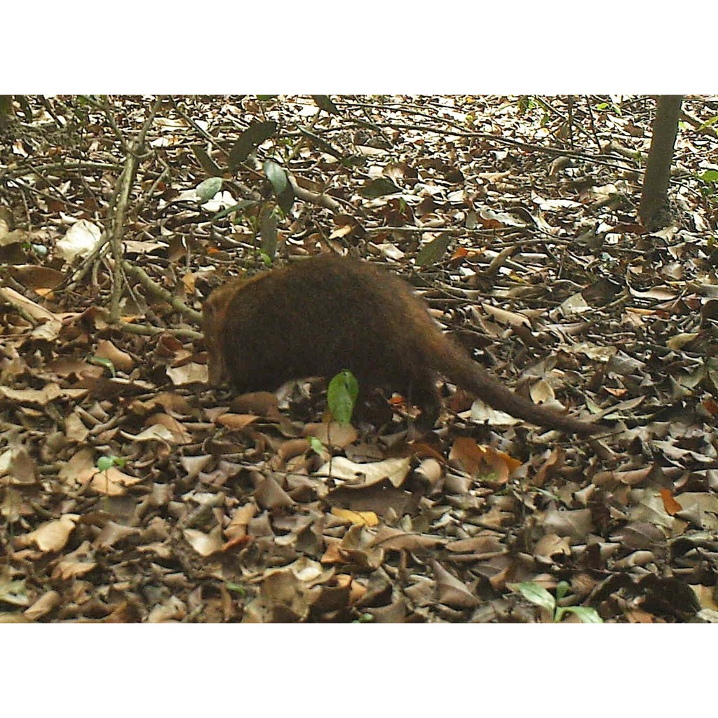Плоскоголовый кузиманзе (Crossarchus platycephalus) Фото №5