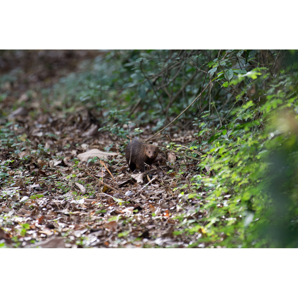 Плоскоголовый кузиманзе (Crossarchus platycephalus) Фото №8