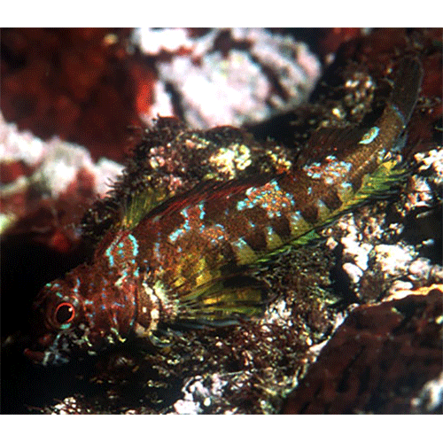 Род Cryptichthys фото