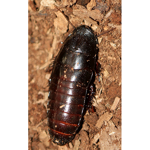 Семейство Cryptocercidae фото