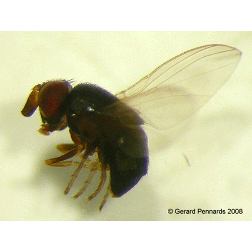 Семейство Cryptochetidae фото