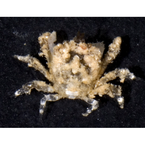 Семейство Cryptochiroidea фото