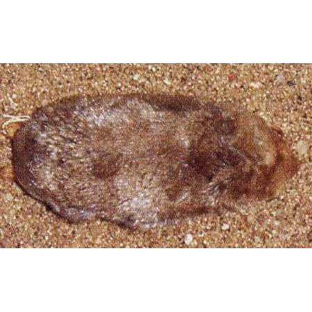 Cryptochloris wintoni Фото №2