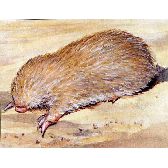 Cryptochloris wintoni Фото №3