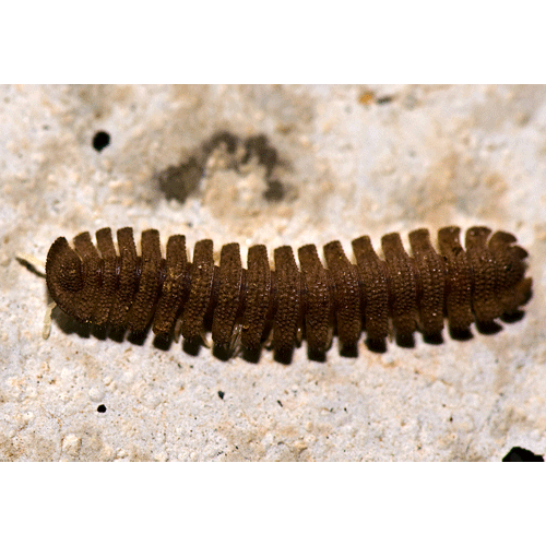 Семейство Cryptodesmidae фото