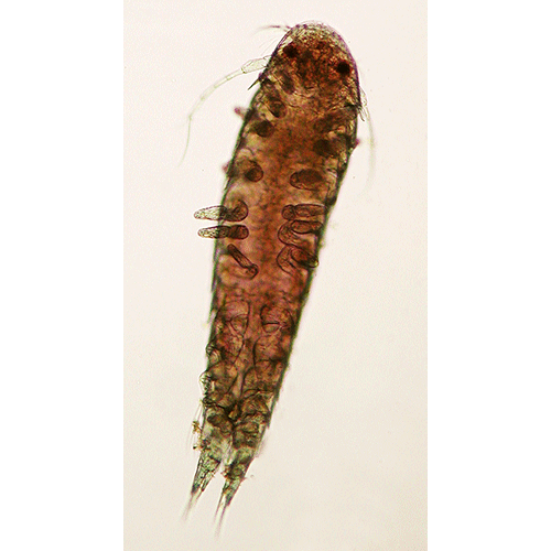 Семейство Cryptoniscoidea фото