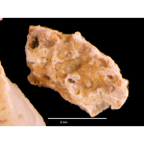 Семейство Cryptophialidae фото