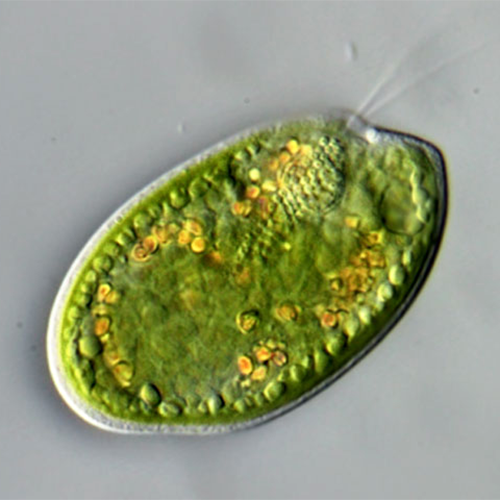 Класс Cryptophyceae фото