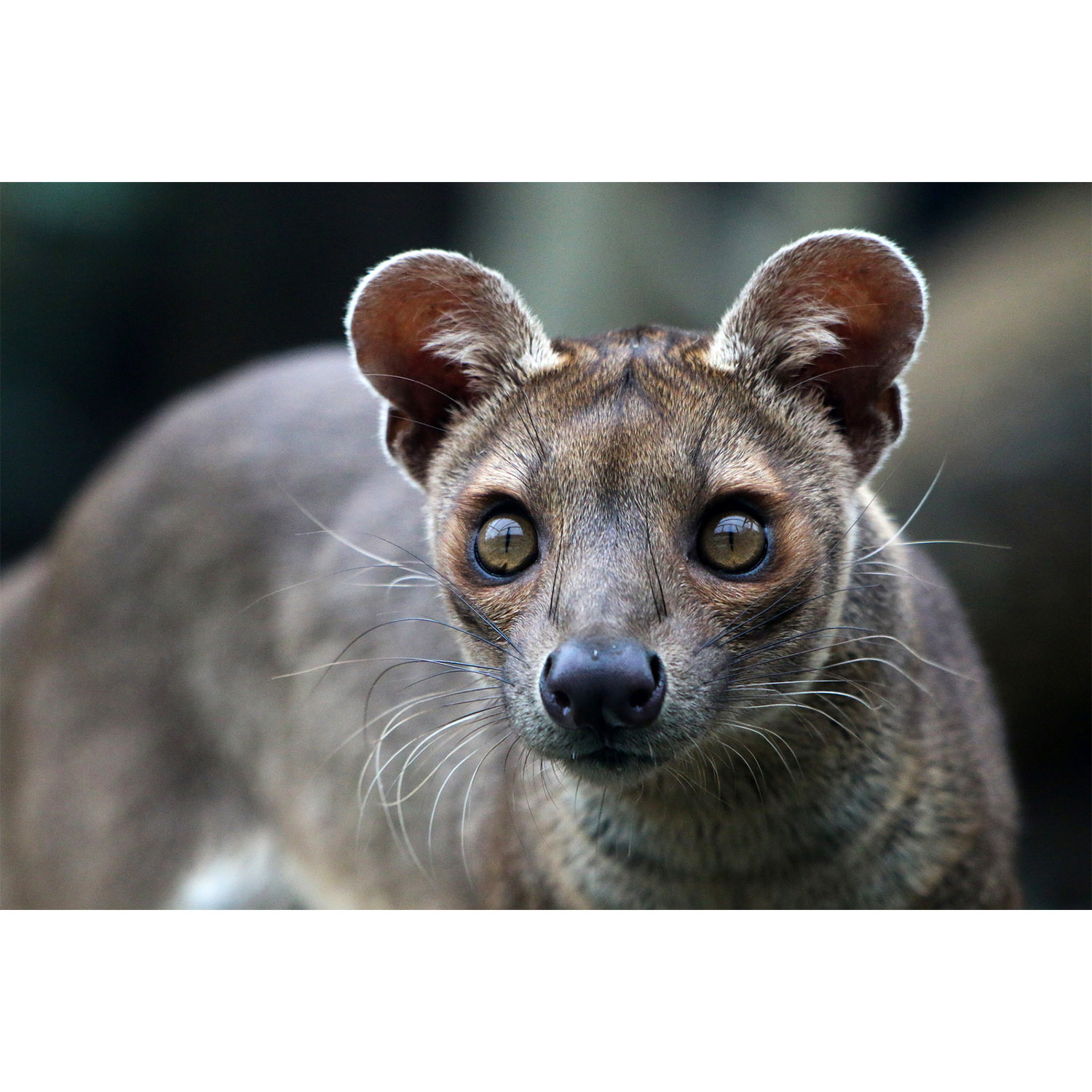 Cryptoprocta ferox Фото №10