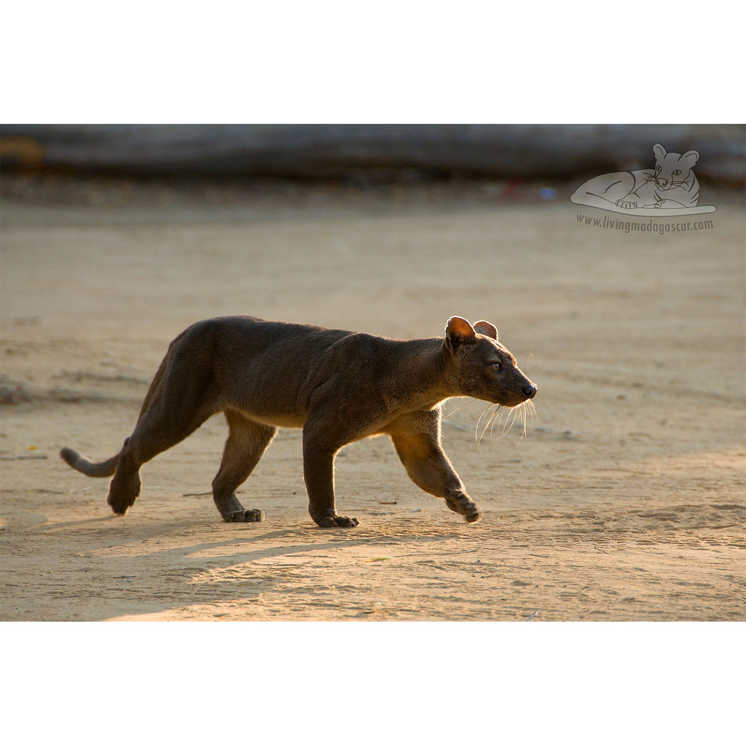 Cryptoprocta ferox Фото №2