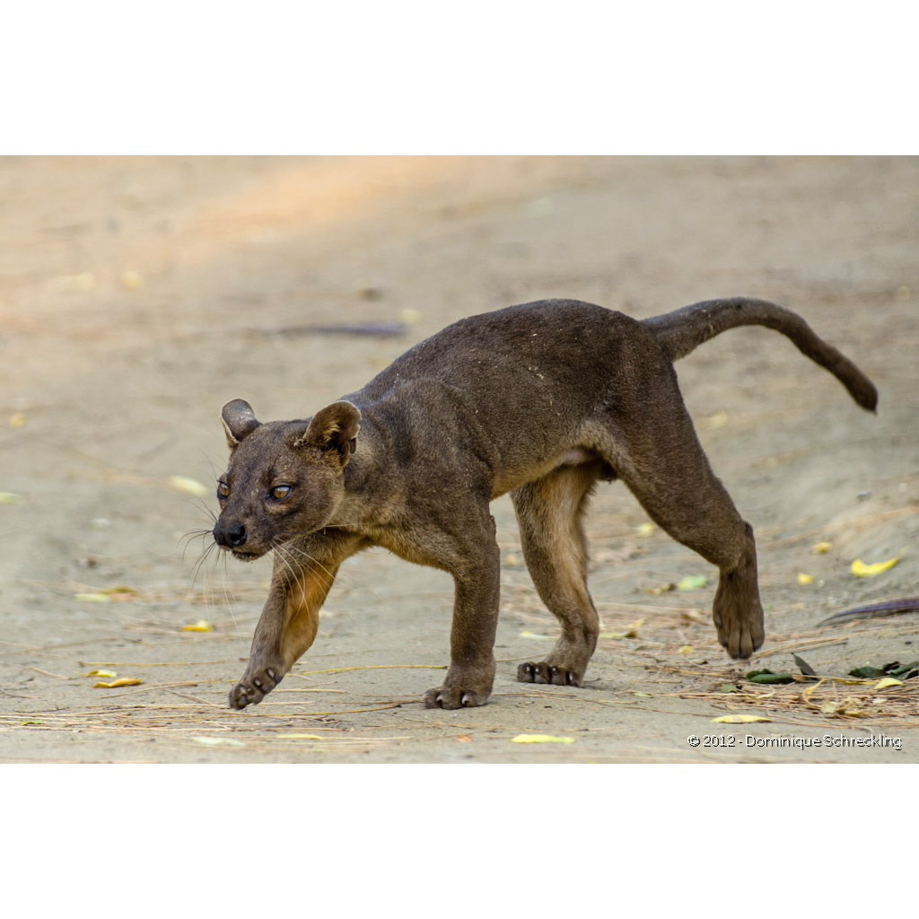 Cryptoprocta ferox Фото №3