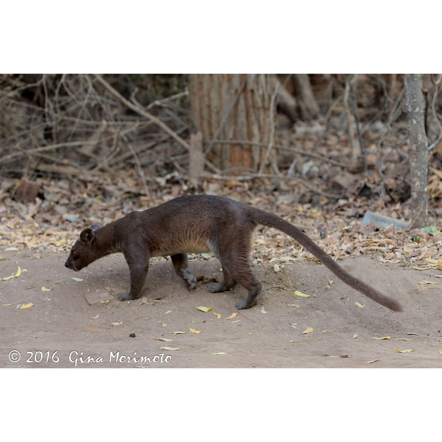 Cryptoprocta ferox Фото №4