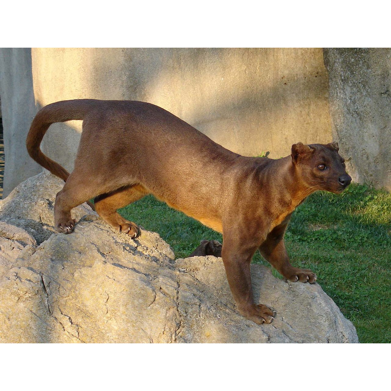 Cryptoprocta ferox Фото №5