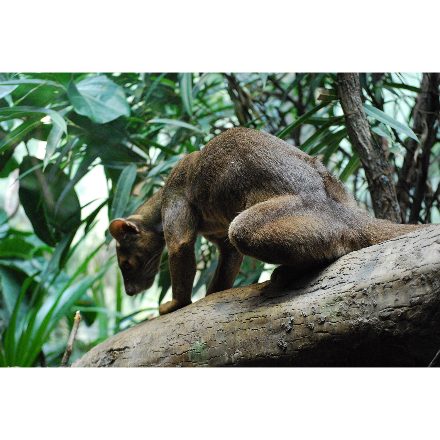 Cryptoprocta ferox Фото №7