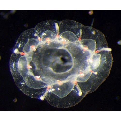 Семейство Csiromedusidae  фото