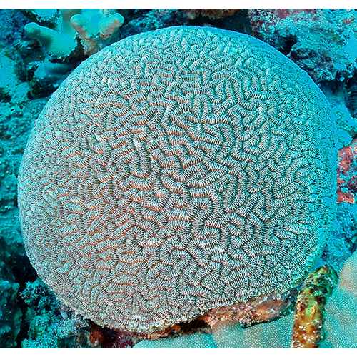 Семейство Ctenellidae  фото