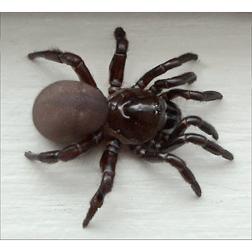 Семейство Ctenizidae фото