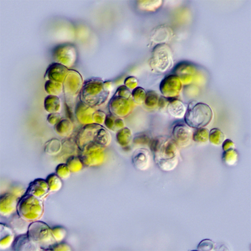 Семейство Ctenocladaceae фото
