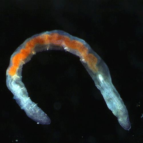 Семейство Ctenodrilidae фото