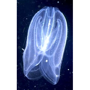Семейство Ctenoplanidae  фото