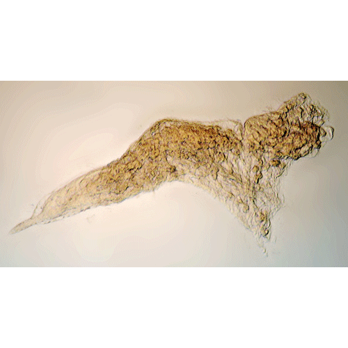 Семейство Ctenosculidae фото