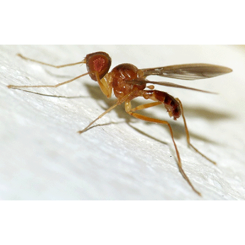 Семейство Ctenostylidae фото