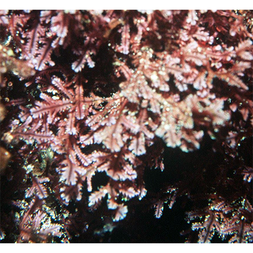 Семейство Cubiculosporaceae фото
