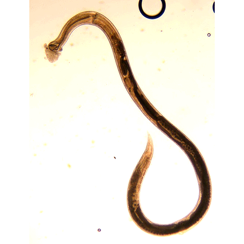 Семейство Cucullanidae  фото