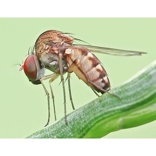 Семейство Curtonotidae фото