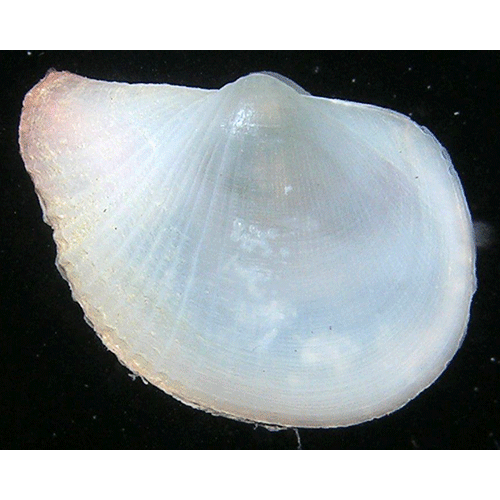Семейство Cuspidarioidea  фото
