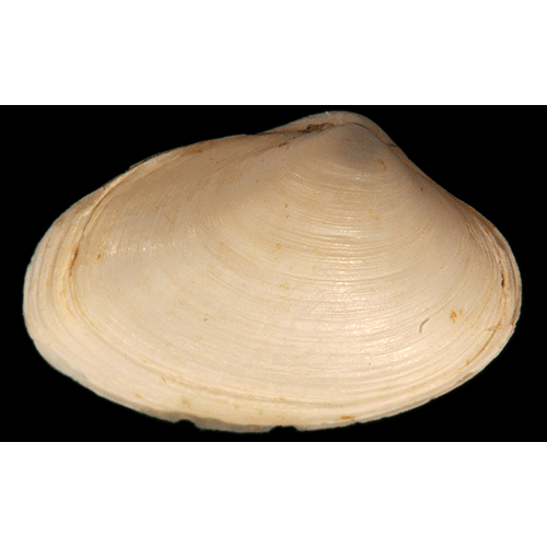 Семейство Cyamioidea  фото
