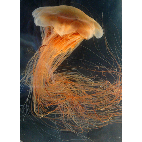 Семейство Cyaneidae  фото