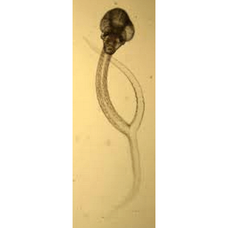 Семейство Cyathocotylidae  фото