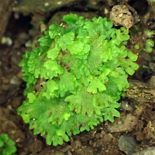 Семейство Cyathodiaceae фото