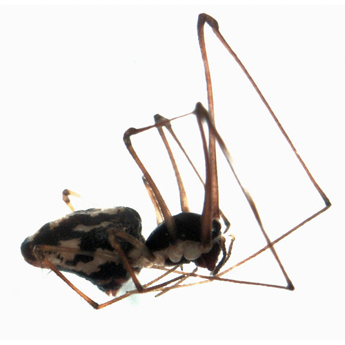 Семейство Cyatholipidae фото