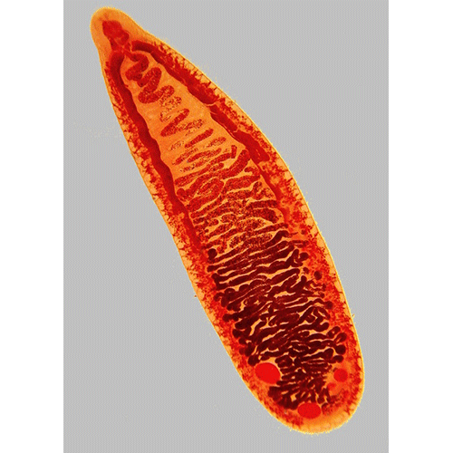 Семейство Cyclocoelidae фото