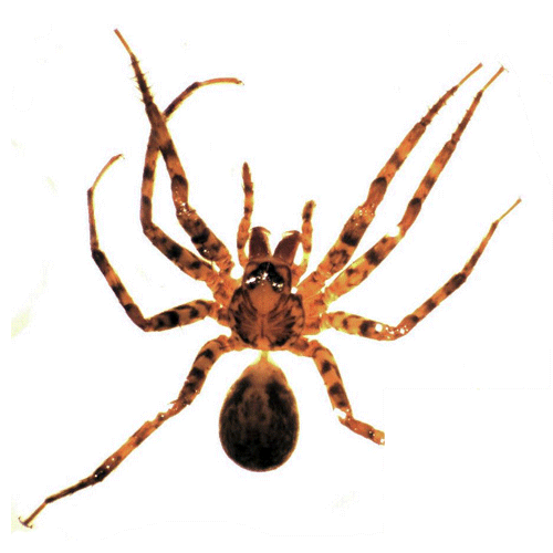 Семейство Cycloctenidae фото