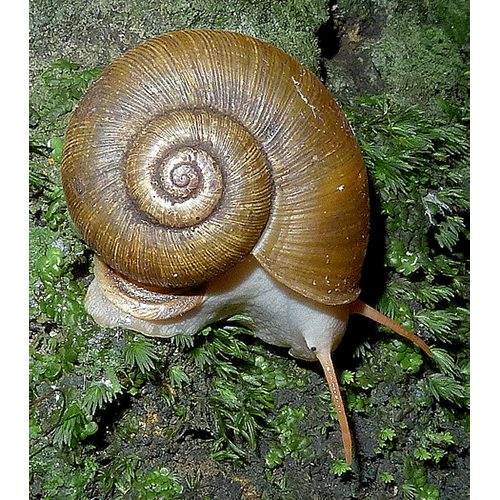 Семейство Cyclophoroidea  фото