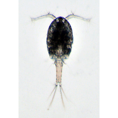 Семейство Cyclopinidae фото