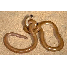  Род Cyclotyphlops  фото