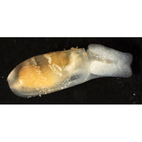 Семейство Cylindrobulloidea  фото