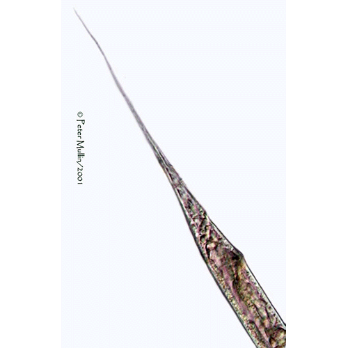 Семейство Cylindrocorporidae  фото