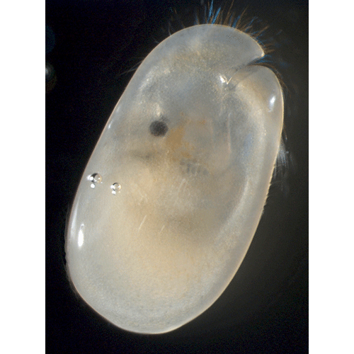 Семейство Cylindroleberidoidea фото