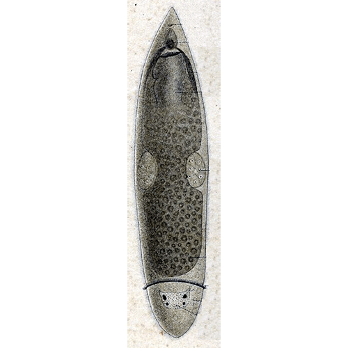 Семейство Cylindrostomidae  фото