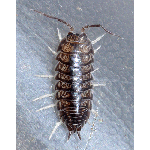 Семейство Cylisticidae фото