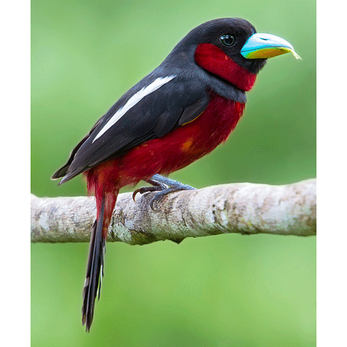 Род Cymbirhynchus  фото