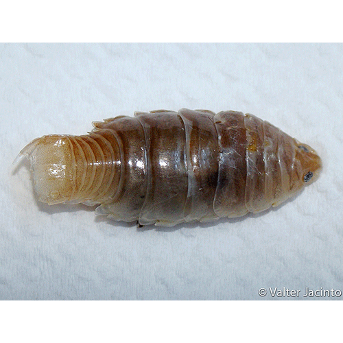 Семейство Cymothooidea фото