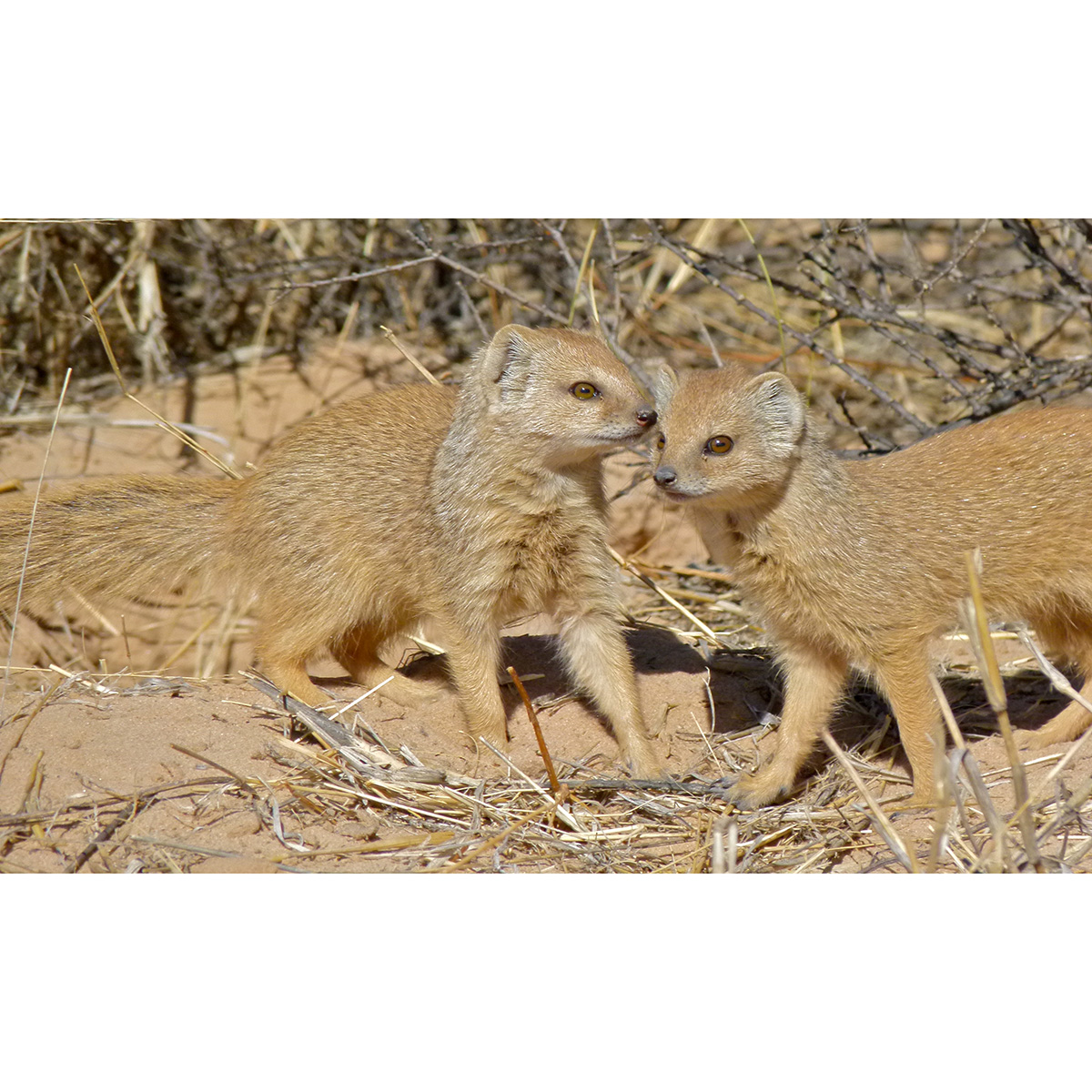 Жёлтый мангуст (Cynictis penicillata) Фото №6