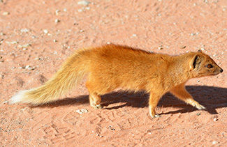 Cynictis penicillata bradfieldi